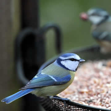 vogels voederen in december