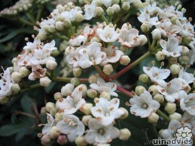 Viburnum tinus verplanten kan in het vroege voorjaar.