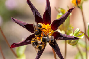 Bijen opzoek naar nectar op een Dahlia