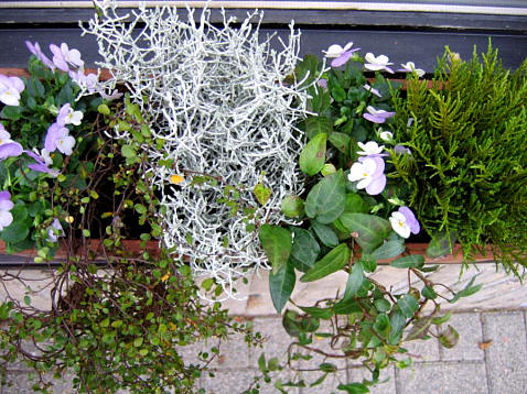 opvullen met winterharde planten - beplanten voor vensterbank
