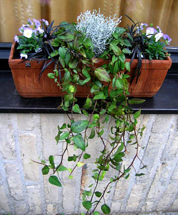 Maladroit Instituut Londen Bloembakken opvullen met winterharde planten - winterbloembakken beplanten  voor vensterbank
