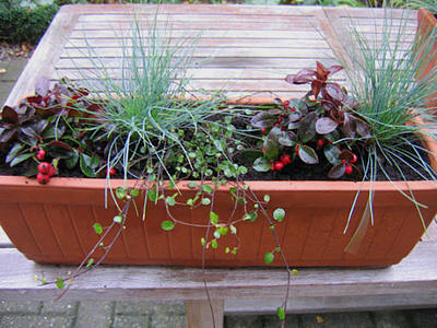 gaan beslissen Sijpelen Concreet Bloembakken met winterharde planten beplanten voor een winter lang  tuinplezier op de vensterbank