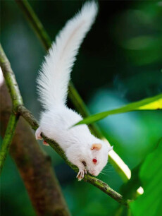 albino eekhoorn