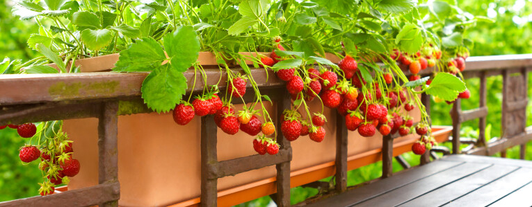 Aardbeien in pot kweken