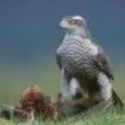 goshawk1