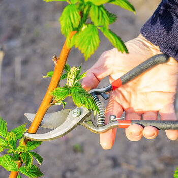 Tuintip afbeelding