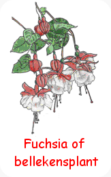 fuchsia of bellekensplant