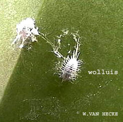 Wolluis bestrijden kamerplant