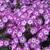 Phlox paniculata 'Purple Eye FLAME'