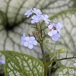 Brunnera macrophylla 'Silverlace' - Kaukasische vergeet-mij-nietje