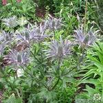 Eryngium alpinum 'Blue Star' - Kruisdistel - Eryngium alpinum 'Blue Star'