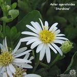 Aster ageratoides - Herfstaster