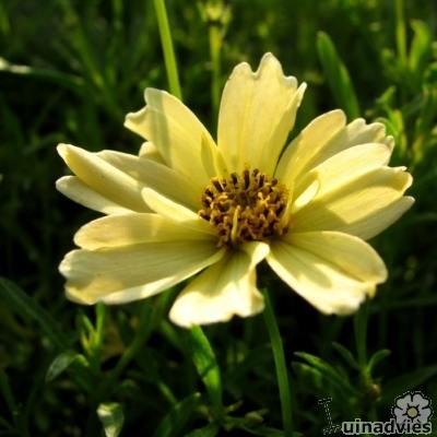 Meisjesogen - Coreopsis 'Creme Brûlée'