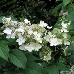 Hydrangea paniculata `White Lace`  - Pluimhortensia