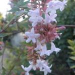 Abelia floribunda - Abelia