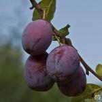 Prunus domestica - Pruimelaar - Prunus domestica