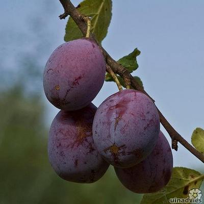 Prunus domestica - Pruimelaar