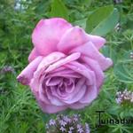 Rosa 'Blue Parfum' - Roos