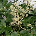 Fatsia japonica - Vingerplant - Fatsia japonica