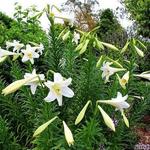 Lilium longiflorum - Aziatische lelie