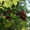 Hulst - Ilex aquifolium