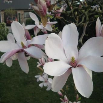 Magnolia denudata 'Purple Eye'