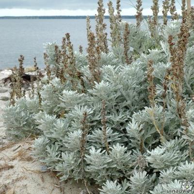 Bijvoet - Artemisia stelleriana 'Boughton Silver'