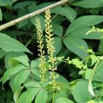 Aesculus parviflora - Herfstpaardekastanje