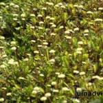 Leptinella - Koperknoopje, Speldenkussenplant