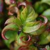 Druifheide - Leucothoe axillaris 'Curly Red'