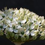 Allium nigrum - Sierui - Allium nigrum