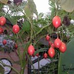 Solanum betaceum - Rode boomtomaat, Tamarillo