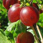 Ribes uva-crispa Hinnonmaki Röd - Rode stekelbes, Kruisbes, Klapbes - Ribes uva-crispa Hinnonmaki Röd
