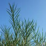 Salix rosmarinifolia - Kruipwilg