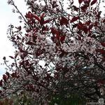 Prunus x cistena - Sierpruim, Zandkers
