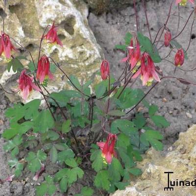 Canadese akelei - Aquilegia canadensis