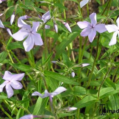 Vlambloem/Flox - Phlox divaricata