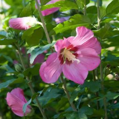 Hibiscus syriacus 'Woodbridge' - Althaeastruik