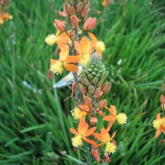 Bulbine frutescens