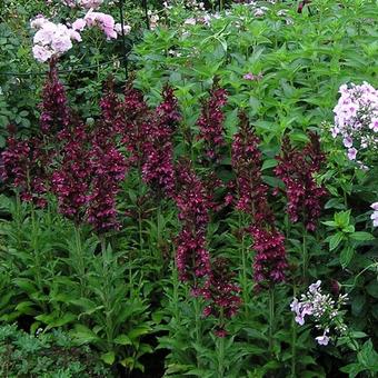 Lobelia x speciosa 'Dark Red'