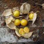 Physalis peruviana - Goudbes, ananaskers