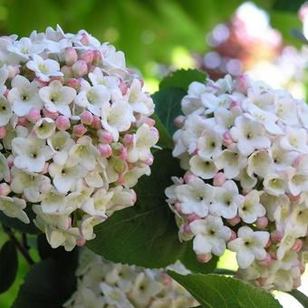 Viburnum x  carlcephalum