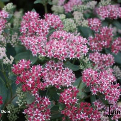 Vetkruid - Sedum 'Abbeydore'