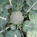Brassica oleracea italica - Broccoli