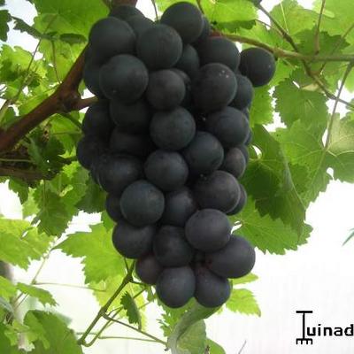 Vitis vinifera 'Boskoop Glory' - Druif, blauwe druif