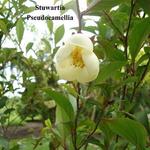 Stewartia pseudocamellia - Schijncamelia, Boomcamelia