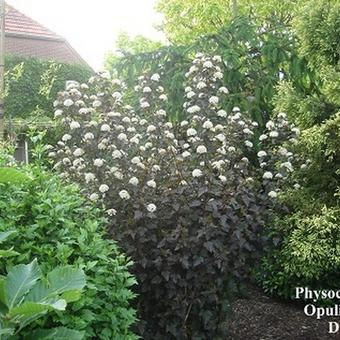 krans Vriend Detector Blaasspirea - Physocarpus opulifolius 'Diabolo' | Planten online kopen