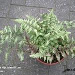 Athyrium niponicum 'Metallicum' - Japanse regenboog