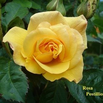 Rosa 'Postillion'