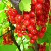 Aalbes, Rode bes, Trosbes - Ribes rubrum (rode bes)